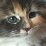 Kocurek Maine Coon