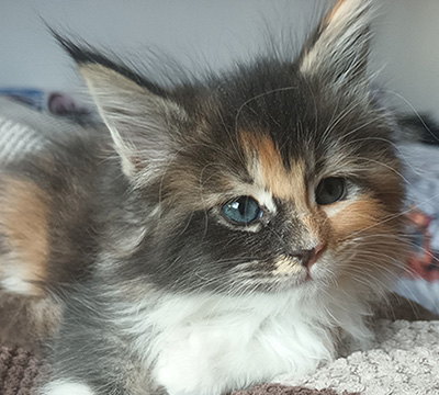 Kocurek Maine Coon