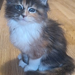 Kocurek Maine Coon