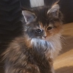 Kocurek Maine Coon