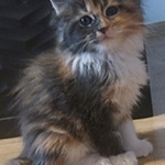 Kocurek Maine Coon
