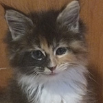 Kocurek Maine Coon