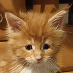 Kotka Maine Coon