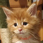 Kotka Maine Coon