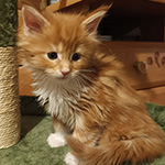 Kotka Maine Coon