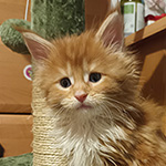 Kotka Maine Coon