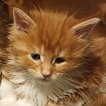 Kotka Maine Coon