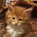 Kotka Maine Coon