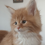 Kotka Maine Coon