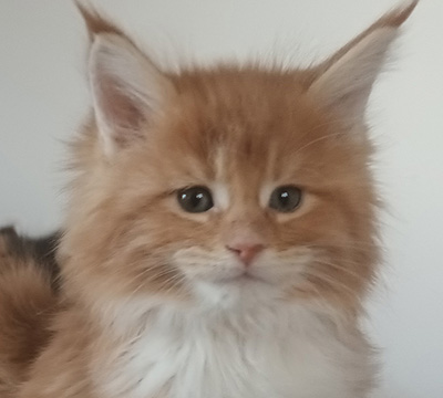 Kocurek Maine Coon