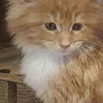 Kotka Maine Coon