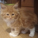 Kotka Maine Coon