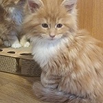 Kotka Maine Coon