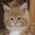 Kotka Maine Coon