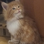 Kotka Maine Coon