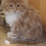 Kotka Maine Coon
