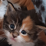 Kotka Maine Coon