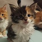 Kotka Maine Coon