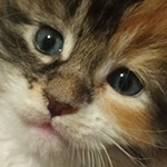 Kotka Maine Coon