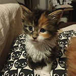 Kotka Maine Coon