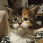 Kotka Maine Coon