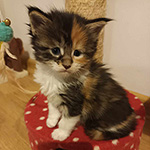 Kotka Maine Coon