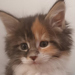 Kotka Maine Coon
