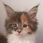 Kotka Maine Coon