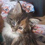 Kotka Maine Coon