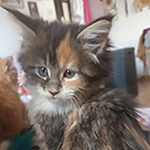 Kotka Maine Coon