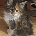 Kotka Maine Coon