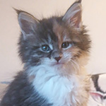 Kotka Maine Coon