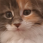 Kotka Maine Coon