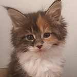Kotka Maine Coon