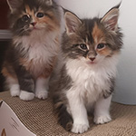 Kotka Maine Coon