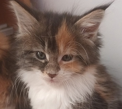 Kocurek Maine Coon