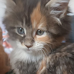 Kotka Maine Coon