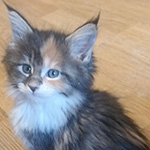 Kotka Maine Coon