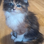 Kotka Maine Coon