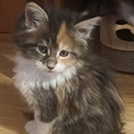 Kotka Maine Coon