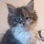 Kotka Maine Coon