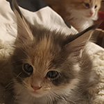 Kotka Maine Coon