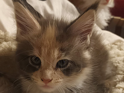 Kotka Maine Coon