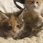 Kotka Maine Coon