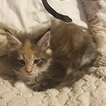 Kotka Maine Coon