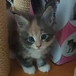 Kotka Maine Coon