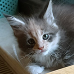 Kotka Maine Coon