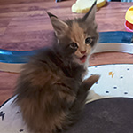 Kotka Maine Coon