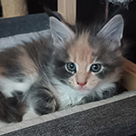 Kotka Maine Coon