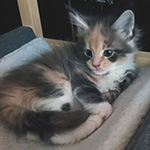 Kotka Maine Coon